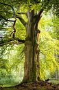 Een mooie oude boom in het bos van Michel Geluk thumbnail