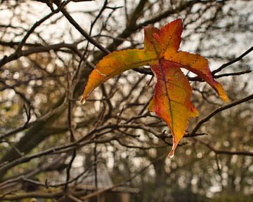 Tropfen auf ein rotes und goldgelbes Herbstbad von Jolanda de Jong-Jansen