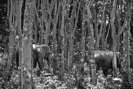 Deux éléphants entre les arbres en noir et blanc sur Troy Wegman
