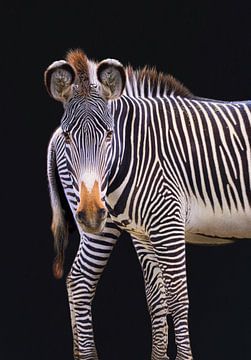 Zebra sur Rudi Everaert