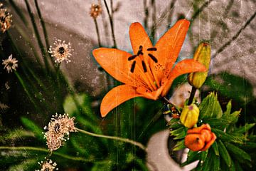 Daylily with plantain by Christine Nöhmeier