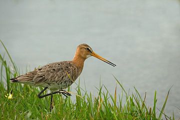 Black-tailed godwit in the grass on the waterfront by Petra Vastenburg