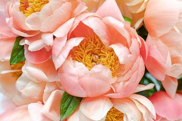 Peonies detail pink and yellow stamens by DeedyLicious