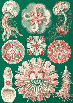 L'art et la science d'Ernst Haeckel, méduses, méduses, Discomedusae, Schweibenquallen