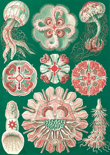 Quallen, Ernst Haeckel