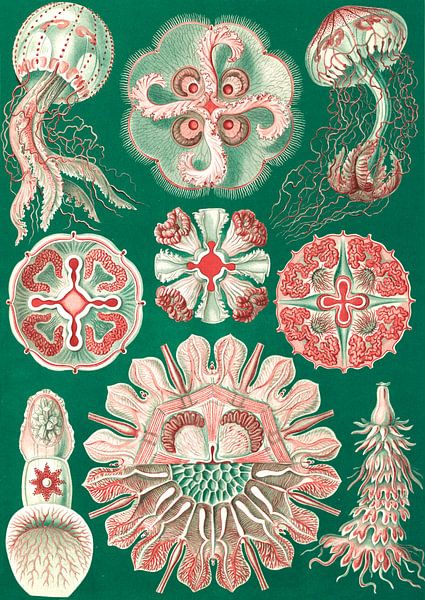 The Art and Science of Ernst Haeckel, kwal, jellyfish, Discomedusae, Schweibenquallen van Liszt Collection
