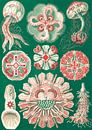 The Art and Science of Ernst Haeckel, kwal, jellyfish, Discomedusae, Schweibenquallen van Liszt Collection thumbnail