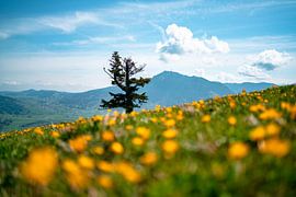 Flowery view of the Grünten from noon by Leo Schindzielorz