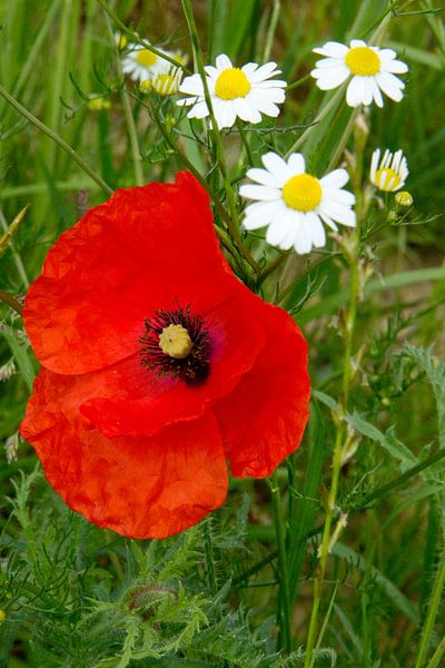 klaproos von Nicole Wetzels