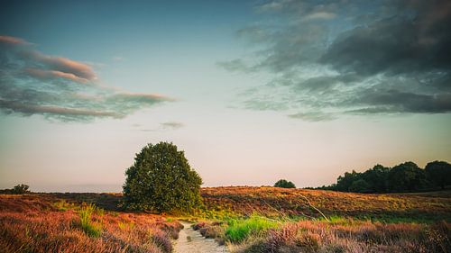 Mookerheide #4