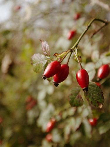 Red rose hips in autumn by Ebelien