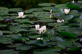 Pittoresque étang aux nénuphars