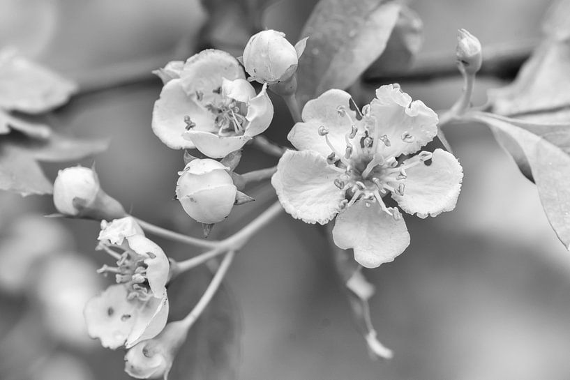 Frühlingsblüte (Schwarz und Weiß) von Andrea de Vries