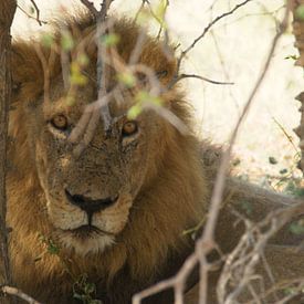 Leeuw in Zuid-Afrika van Johnno de Jong