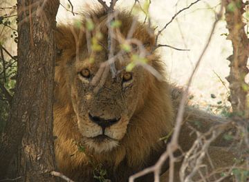 Leeuw in Zuid-Afrika van Johnno de Jong