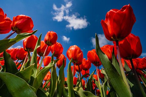 De tulpen in hollandse drie kleur