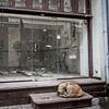 Hond bewaakt verlaten winkel van Diana Kors