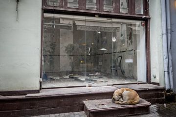 Hond bewaakt verlaten winkel van Diana Kors