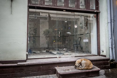 Hond bewaakt verlaten winkel