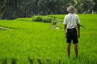 Landarbeider voor rijstvelden - Bali, Indonesië. van Martijn Smeets thumbnail