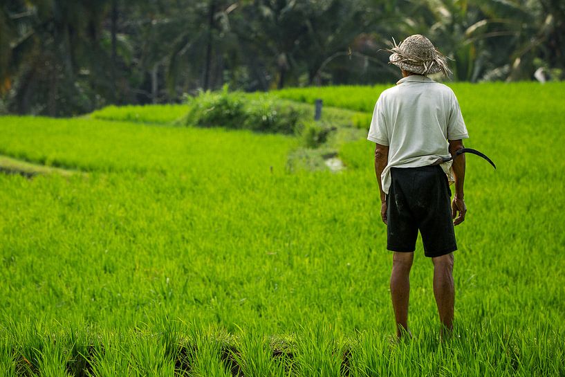 Landarbeider voor rijstvelden - Bali, Indonesië. von Martijn Smeets
