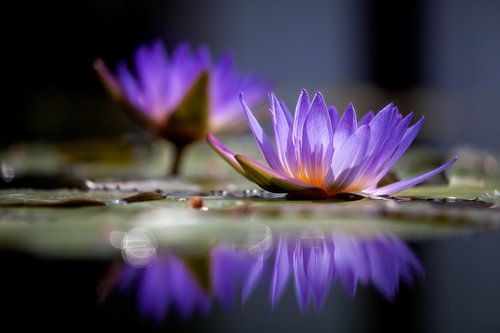 Water lilies in purple