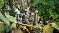Paddenstoelen in de herfst. 