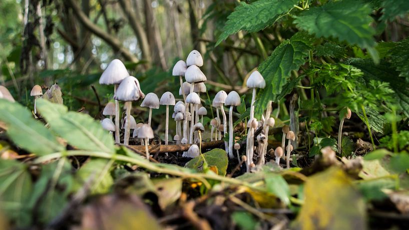 Paddenstoelen in de herfst.  von Frank Van der Werff