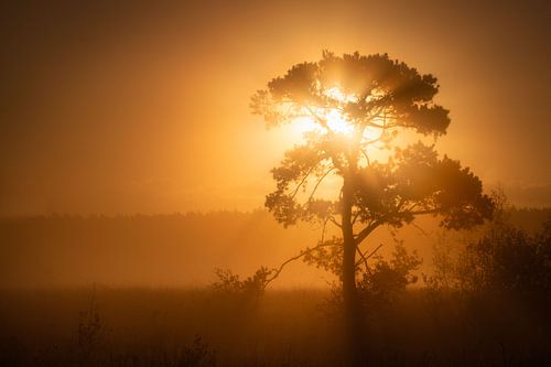 beautiful tree in the mist with an orange sky