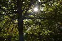 Sonne durch die Bäume