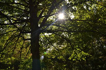 Sun through the trees by Chaira Kuhlman