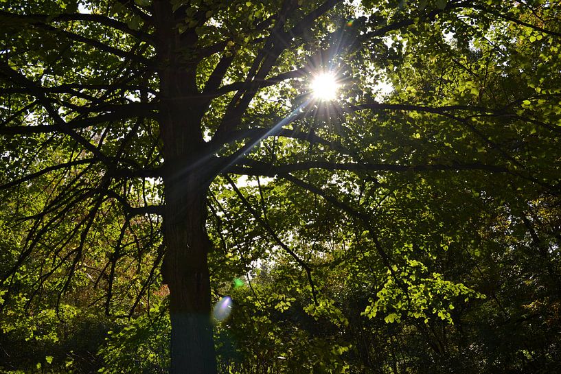 Sonne durch die Bäume von Chaira Kuhlman