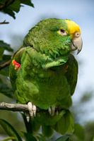 Groene papagaai