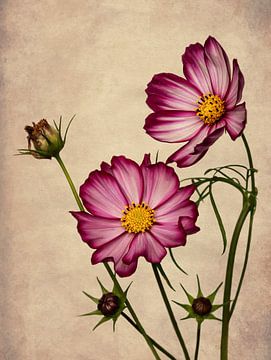 Cosmea vintage