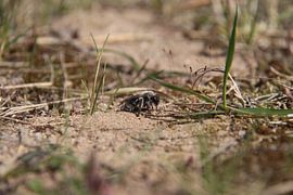 zandbij sur Janny Druijff