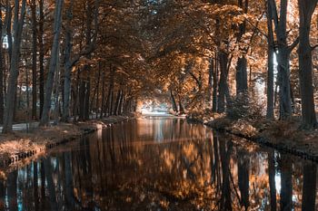 Les arbres sur l'eau