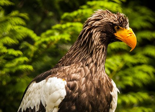nieuwsgierige stellers zeearend