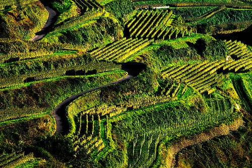 Wijngaard in de herfst