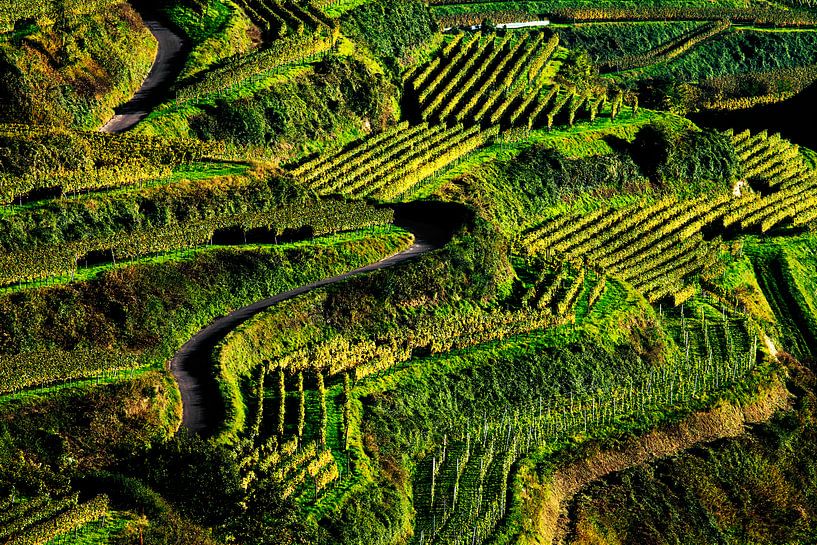 Vignoble en automne par Jürgen Wiesler