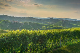 De wijngaarden van Barbaresco en de middeleeuwse toren bij zonsondergang, Langhe