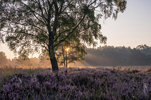 Wolfhezer Heide Teil 15