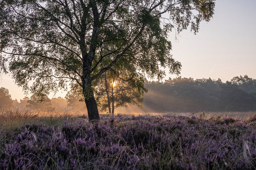 Wolfhezer heide part 15 van Tania Perneel