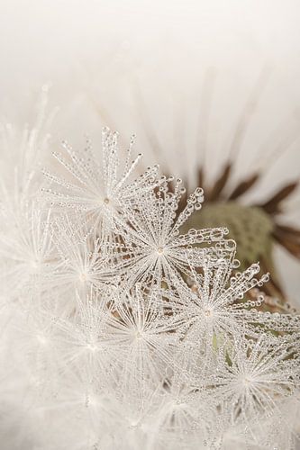 Landelijke sfeer: Verstopt achter de witte pluisjes
