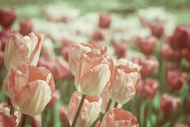 Roze tulpen in het veld