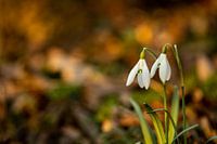 two snowdrops in the forest