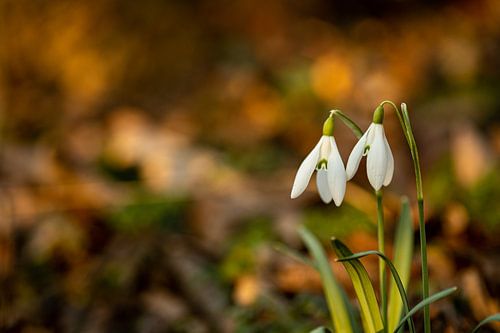 two snowdrops in the forest