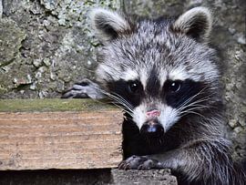 Visit from the raccoon