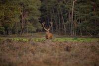 Edelhert op de Veluwe