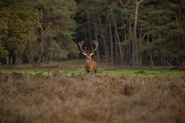 Rothirsch in der Veluwe von Thomas Paardekooper