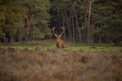 Rothirsch in der Veluwe